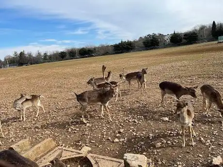 Photo de Parco daini di Prosecco