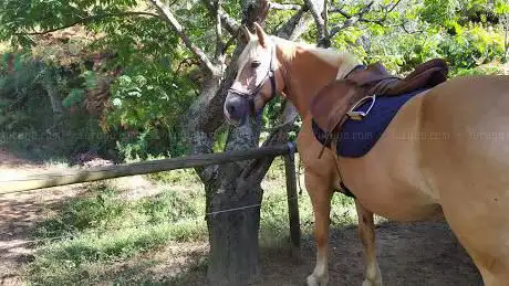 Photo de EQUITURISMO CALCESANO