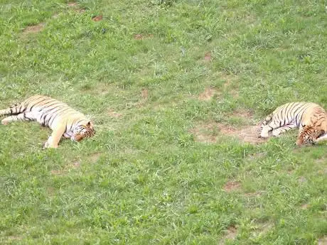 Gorilas y Tigres