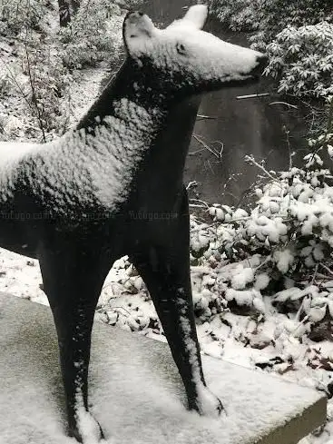Beeld Tom Stadler De Hond 1950