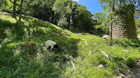 The gully