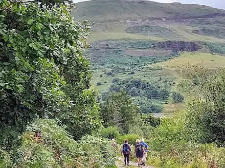 Cwmparc forestry