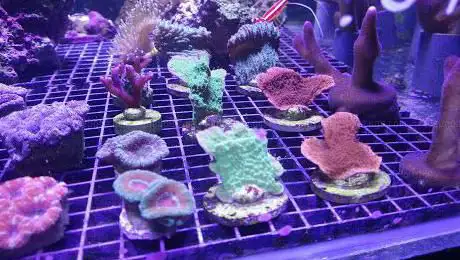 Photo de Badis Aquariums