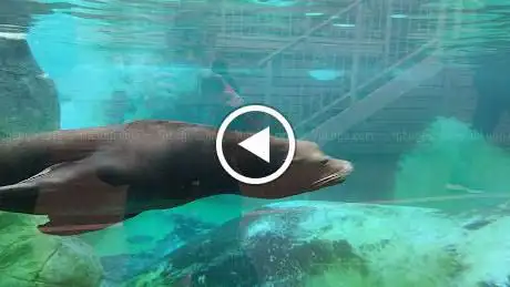 Spectacle Otaries