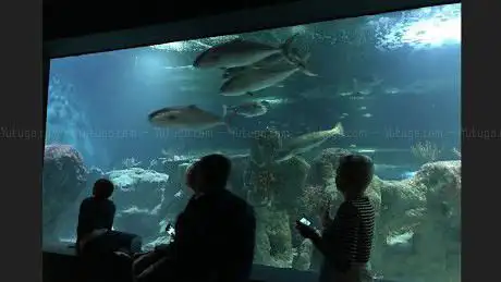 Photo de Acuario de Almuñécar