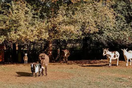 Photo de SOS Animaux de la Ferme Pédagogique