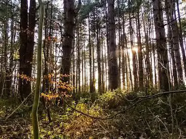Rombly Woods