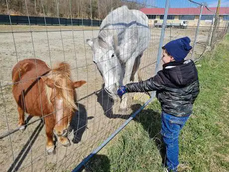 Centro Equestre Arione SSD