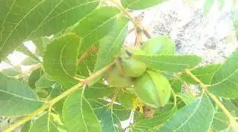 Fruitier Botanical Garden