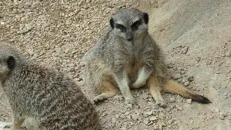 Photo de Meerkats