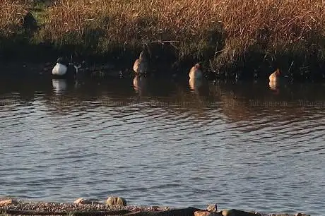 Photo de Marshside RSPB reserve
