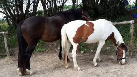 Maneggio Jillaroo
