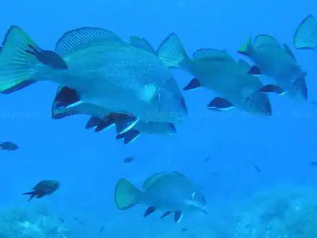 Photo de YoBuceo Calahonda Granada