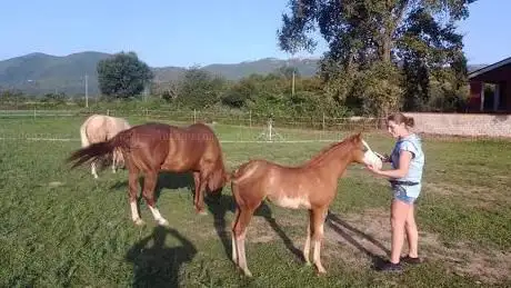 Photo de Macera's Ranch