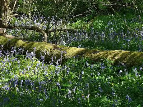 Hid's Copse