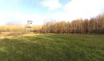 Waldlichtung
