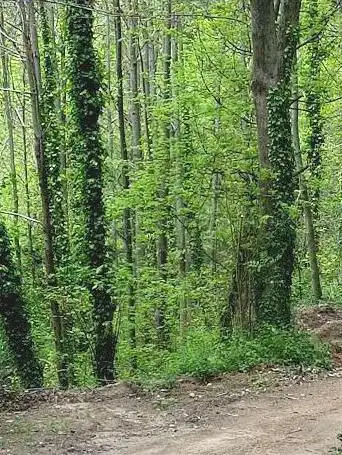 Photo de Castañas Sant Hilari