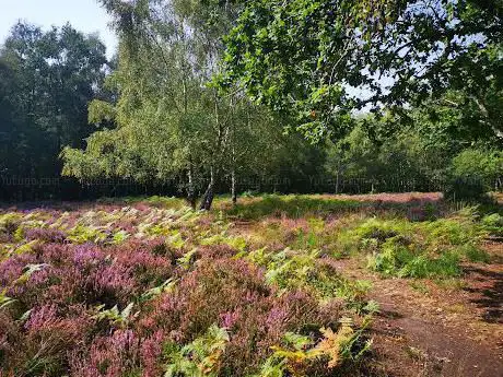 Photo de Heathland Trial Restoration