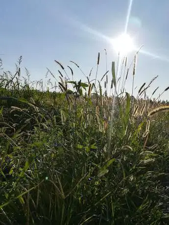 Photo de I Fontanili Di San Cosmo