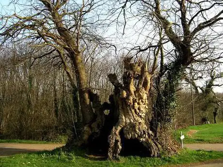 Photo de La talle à teurtous