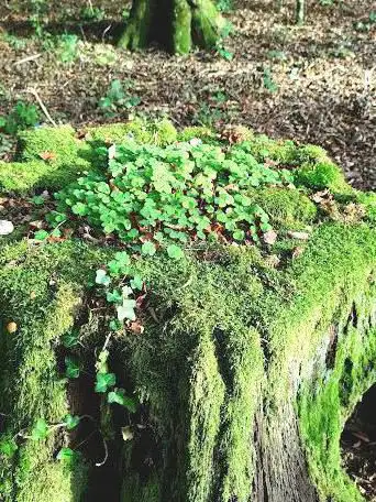 Forêt communaie de Bourbonne les Bains