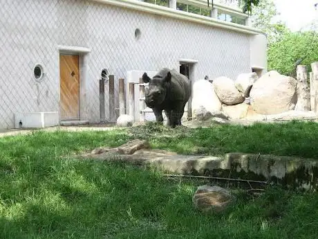 Zwarte neushoorn