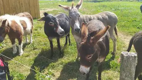 Educational farm marmots