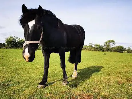 Photo de Island Equestrian centre Farm