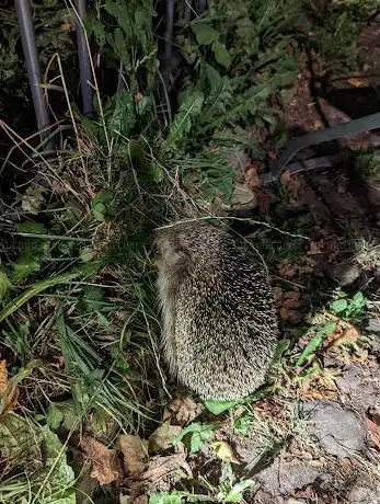 Photo de Hedgehog Park at the Palatinate