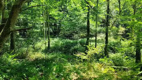 Photo de Forêt domaniale de Port-Royal