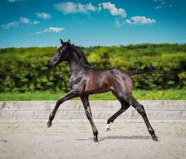 Elite Stallions UK Ltd