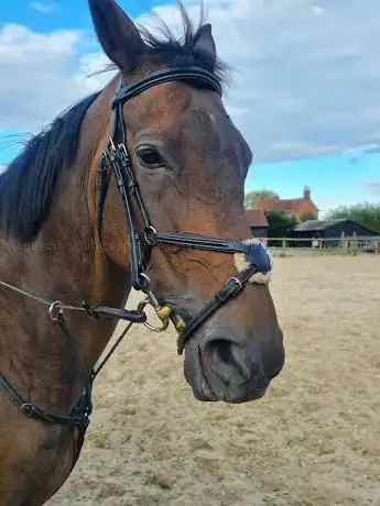 D'Arcy Equestrian Ltd