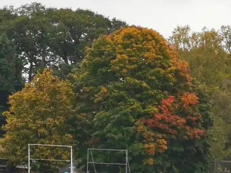 Photo de East Sheen Common