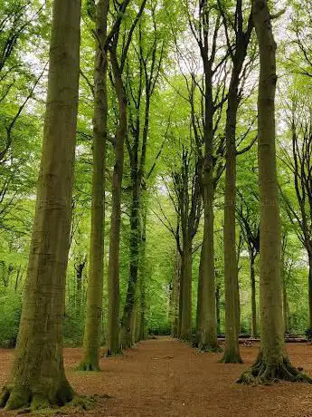 Coppietersbos