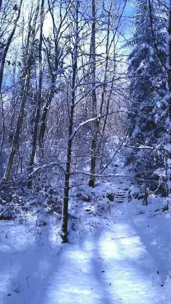 Photo de Buxaie du Pällembësch