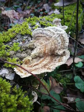 Photo de Parc des hauts feuilly