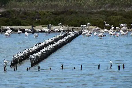 Photo de Lido de Thau