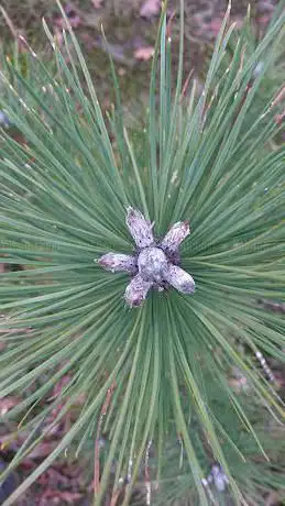 Weelde bos