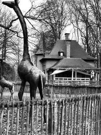 De drie giraffen - beeldhouwwerk in staal