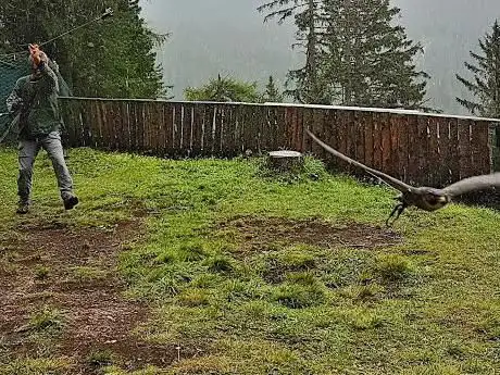 Photo de Falconeria Dolomiti