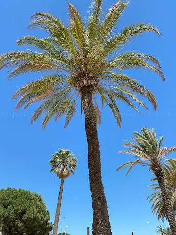 Photo de Platja del Salatar