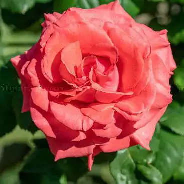 Roseraie