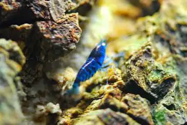 Photo de Aquaportail Aquariophilie