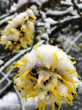 Gele hamamelis