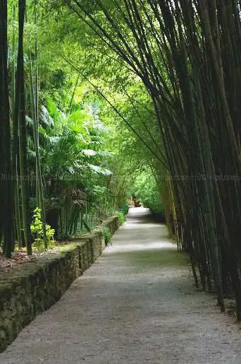Photo de Bamboo stand Roque-Gageac