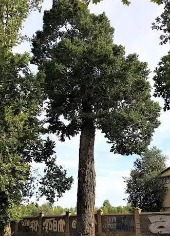 Photo de Ãrbol Singular de la Comunidad de Madrid