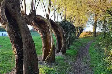 Kordaelbos