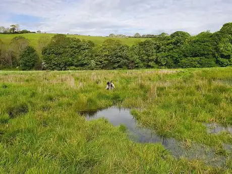 Shirehall Moor Local Nature Reserve