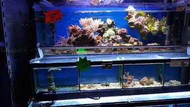 Exotic Fish