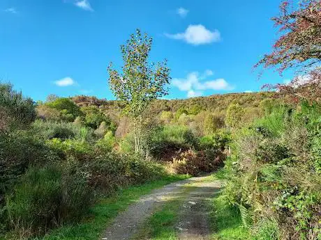 Photo de Cashel Forest and Native Forest Centre